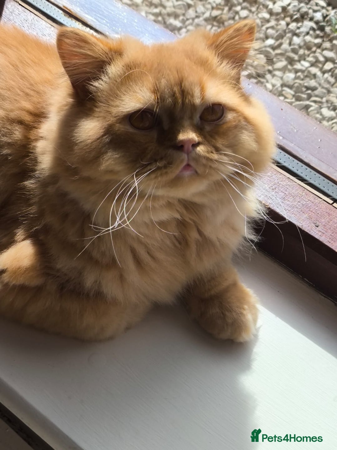 British Longhair cats for stud: Proven red British Longhair boy GCCF  - Image 1
