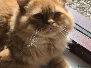 British Longhair cats - Advert 23