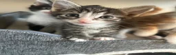 Mixed Breed cats for sale: Beautiful Kittens Looking for Forever Homes 🐱❤️ - Advert 8