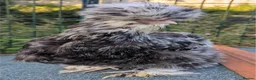Chickens poultry for sale: Purebred Polish & USA Silkie Pekins Available  - Advert 14