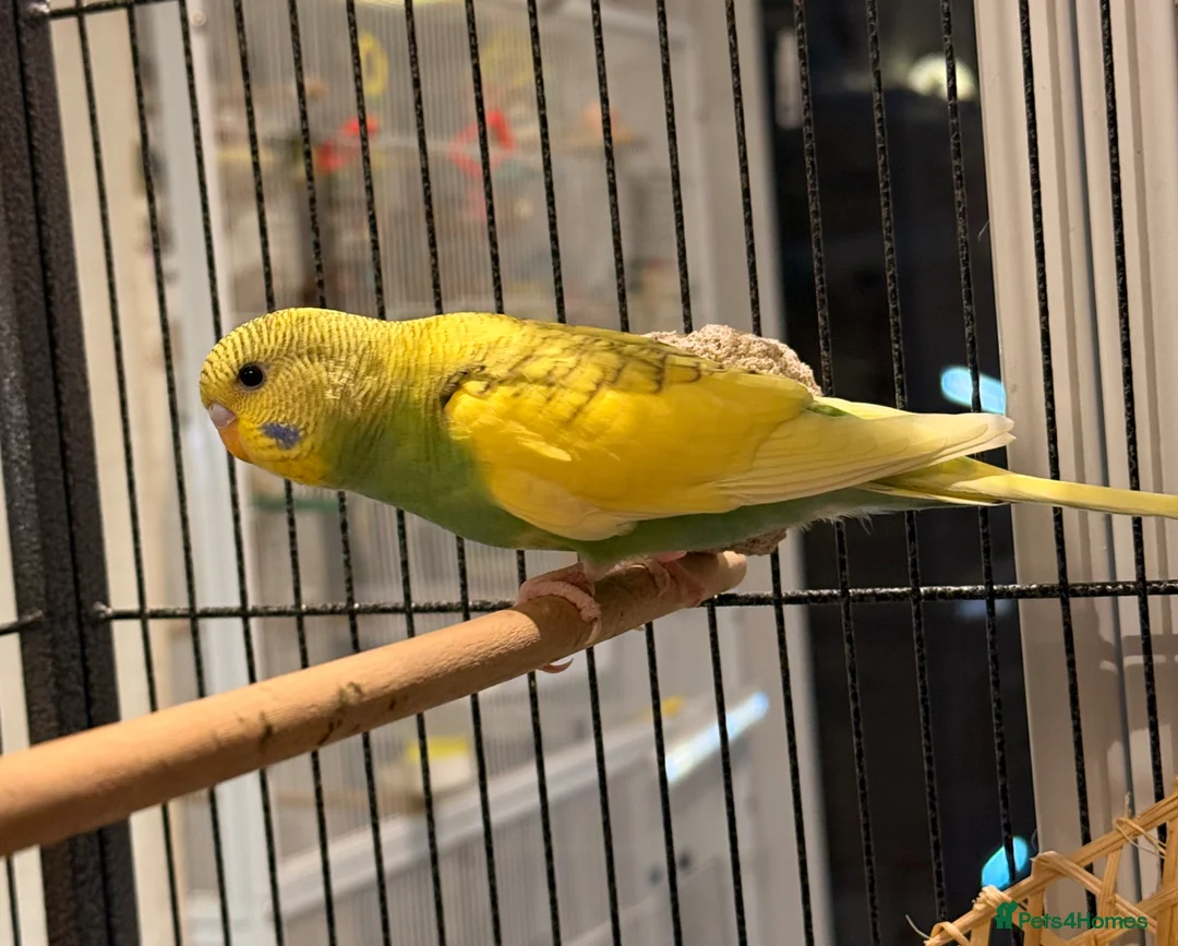 Budgerigars birds for sale: BEAUTIFUL 7-WEEK-OLD BABY BUDGIE male for sale - Advert 2