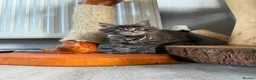 Maine Coon cats for sale: Maine Coon Kittens  - Advert 27