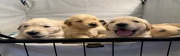 Golden Retriever dogs for sale: Beautiful golden retriever pups 🐾 in London - Advert 5