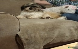 Shih Tzu dogs for sale: Teddy- 14 month old Shi Tzu male - Image 2