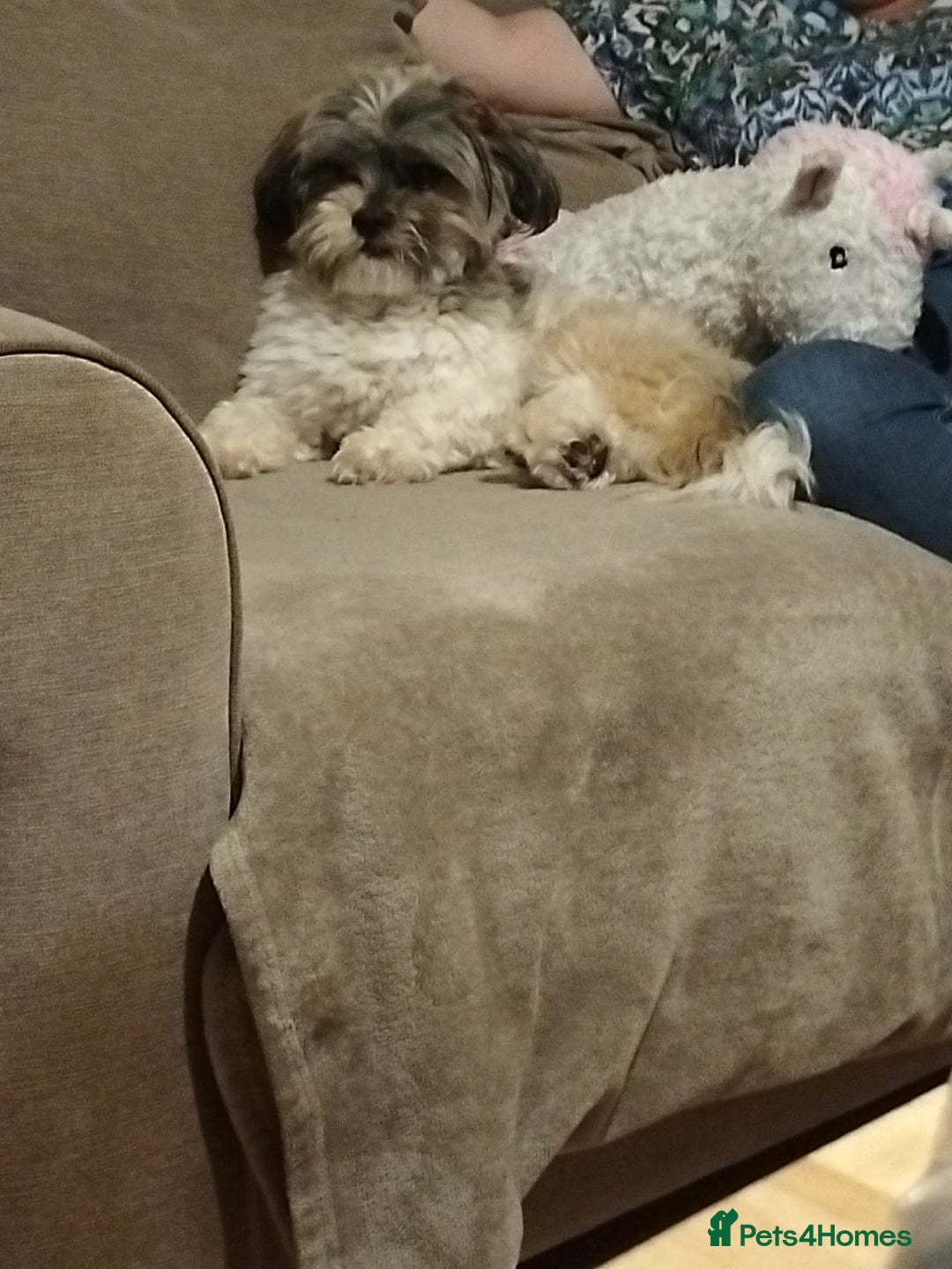 Shih Tzu dogs for sale: Teddy- 14 month old Shi Tzu male - Image 2