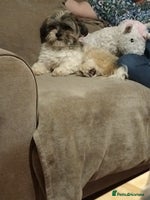 Shih Tzu dogs Teddy- 14 month old Shi Tzu male - Advert 3
