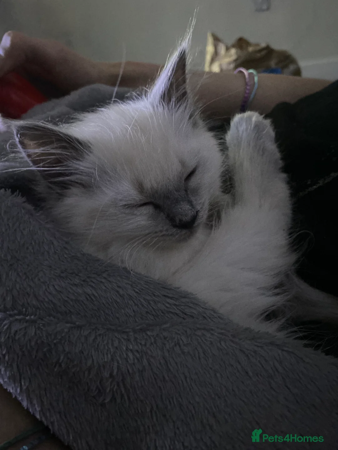 Ragdoll cats for sale: Female Ragdoll Kitten - Advert 2
