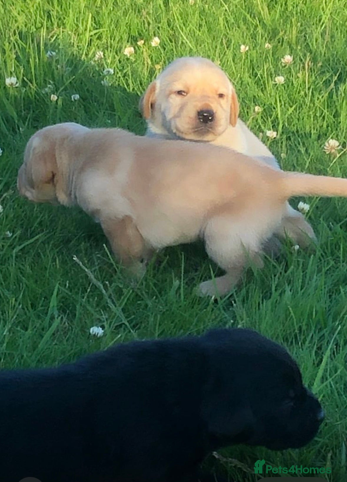 Labrador Retriever dogs Beautiful litter of lavradors  - Advert 2