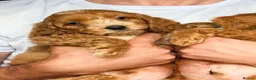 Cockapoo dogs for sale: F1 Cute Fluffy Pups ready to Go Home  - Advert 18