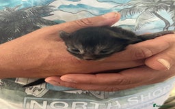 Maine Coon cats for sale: Maine coon kittens  - Image 5