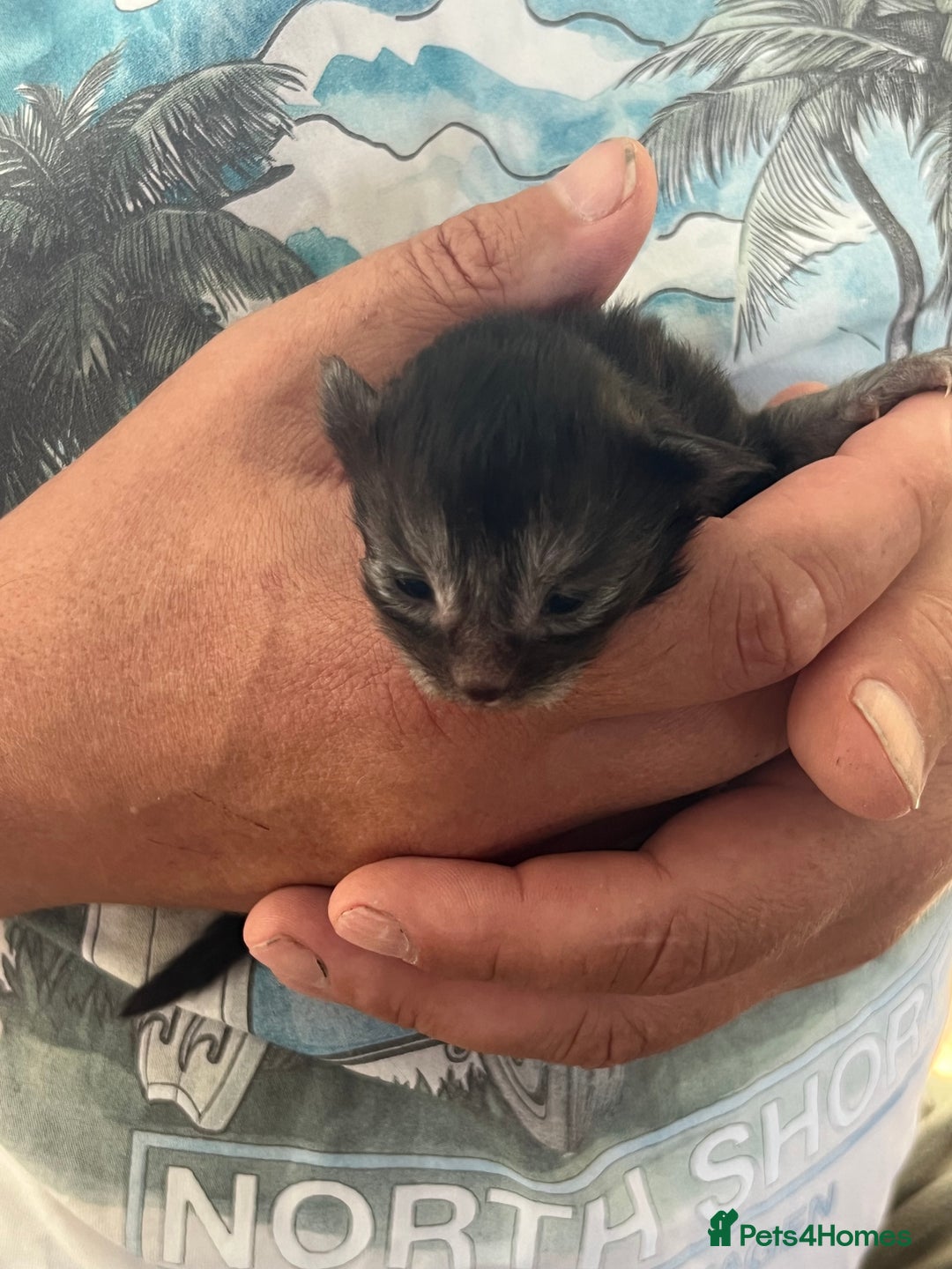 Maine Coon cats for sale: Maine coon kittens  - Image 5