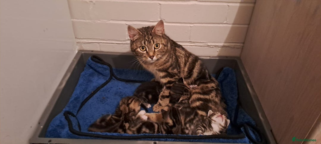 Bengal cats for sale: 4 Cute Tabby Kittens  - Image 8