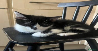 Mixed Breed cats - Advert 12