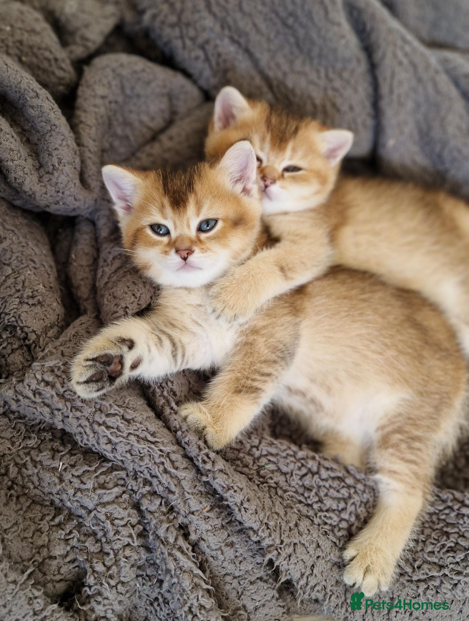 British Shorthair cats Last 1 BSH amazing boy from champion line  - Advert 13