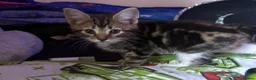 Mixed Breed cats for sale: Gorgeous kittens - Advert 3