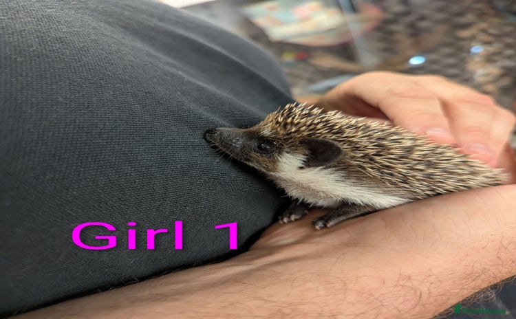 Pygmy Hedgehog rodents - Advert 1
