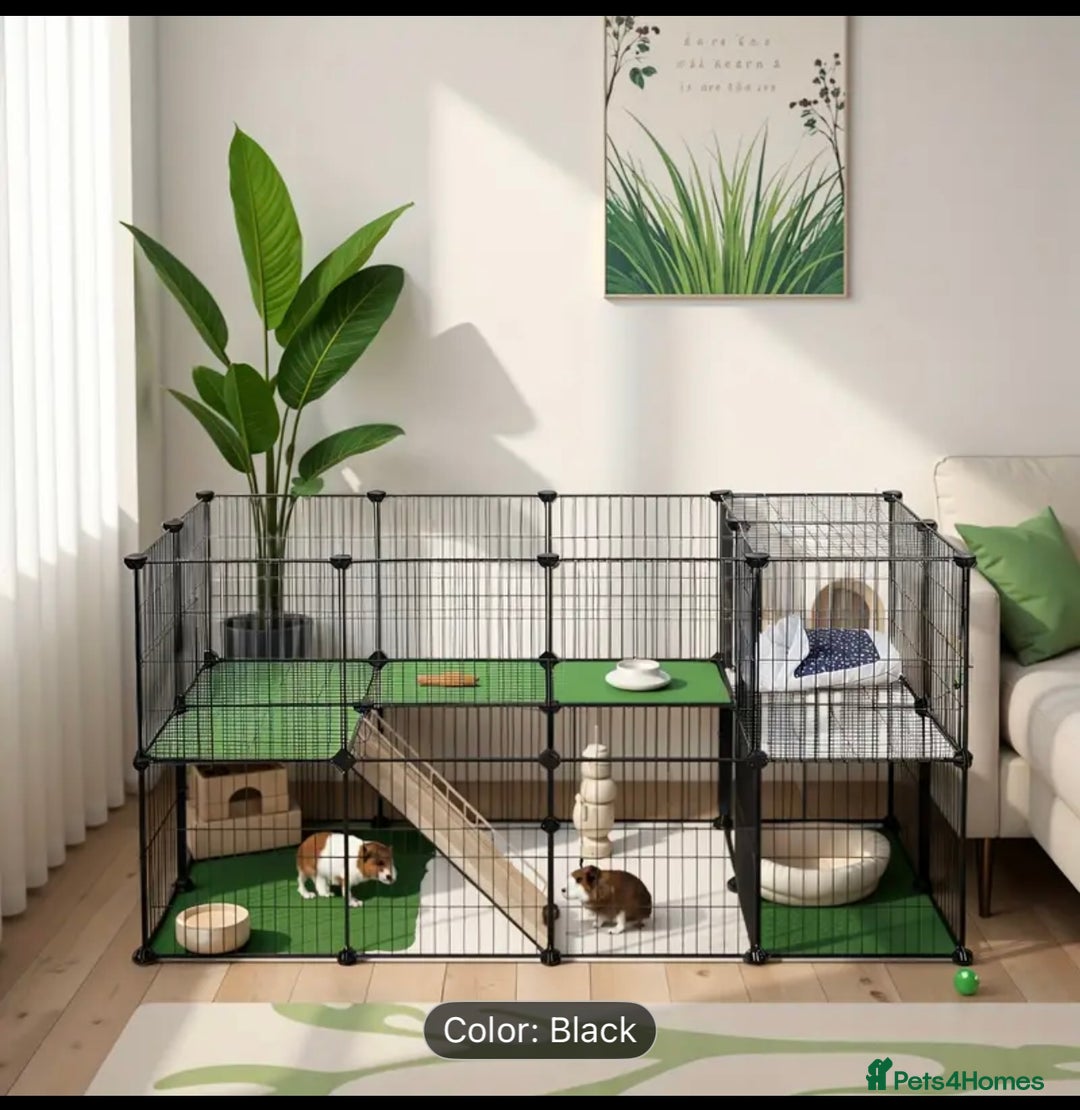 Guinea Pig rodents for sale: Two male guinea pigs with cage and accessories  - Advert 4