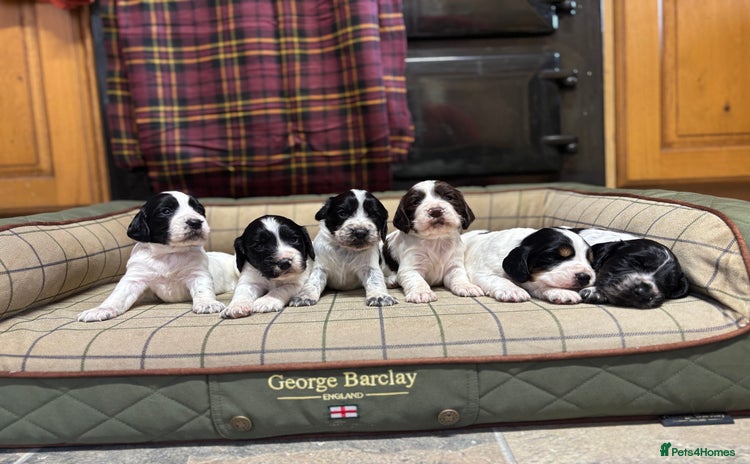Cocker Spaniel dogs - Advert 15