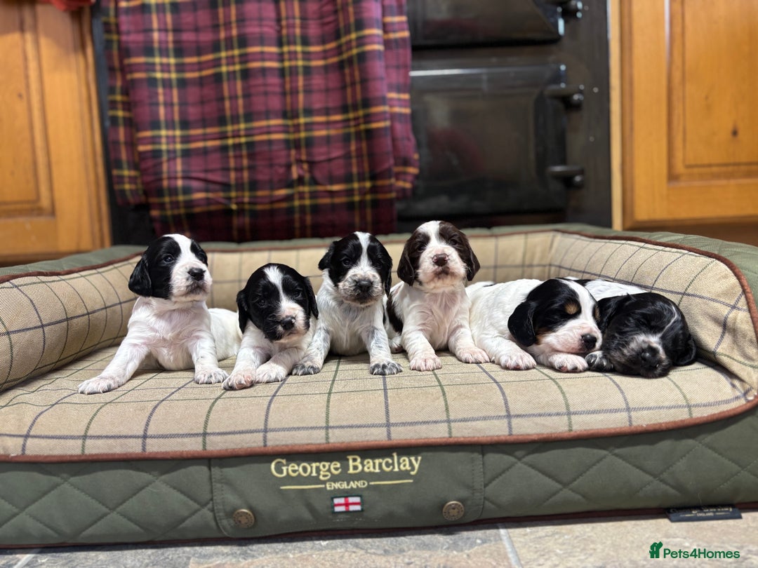 Cocker Spaniel dogs for sale: Gorgeous Blue Roan Cocker Spaniel Puppies  - Image 1
