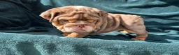 English Bulldog dogs for sale: 🌟 Quality English Bulldog Puppies ⭐️  - Advert 12