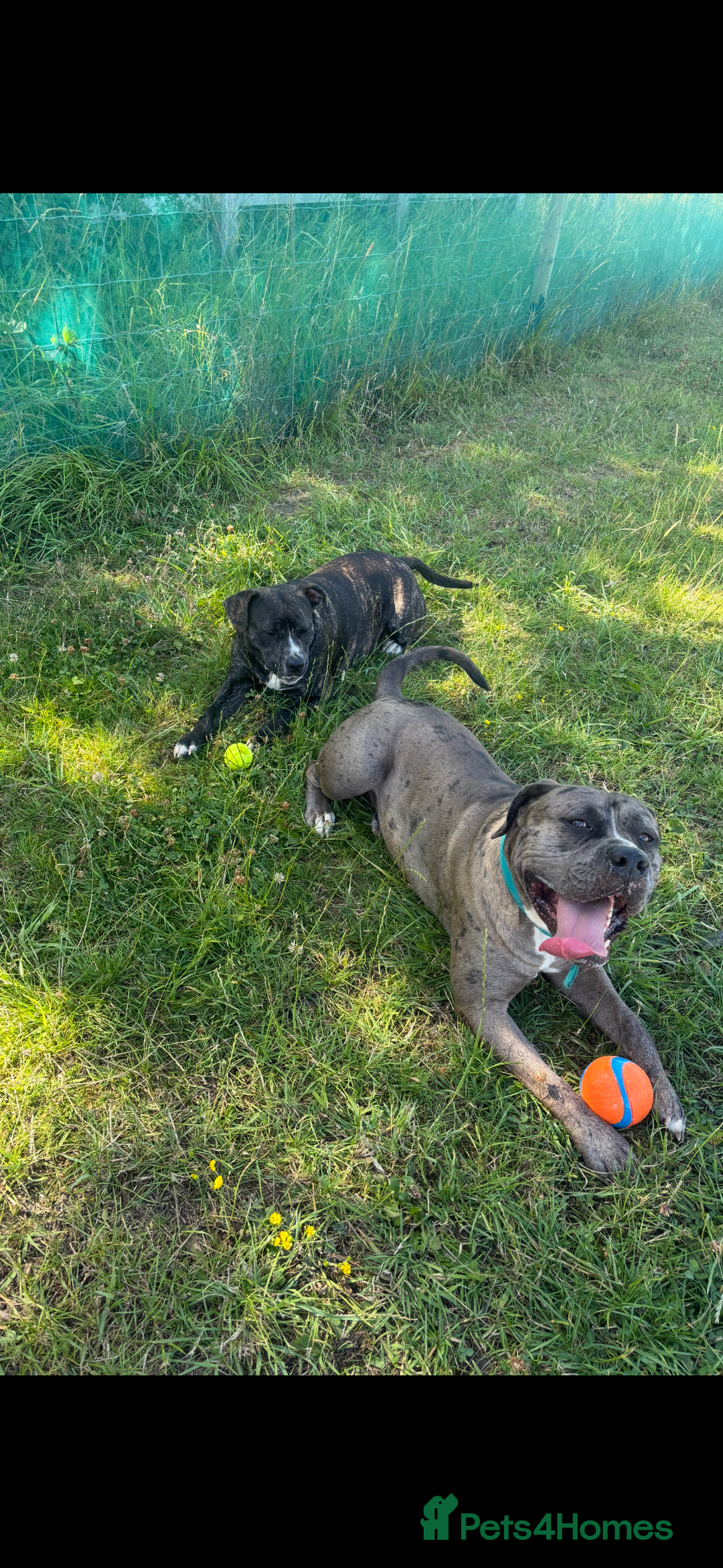 Mixed Breed dogs for sale: 2 male 1 female dog for sale - Image 4