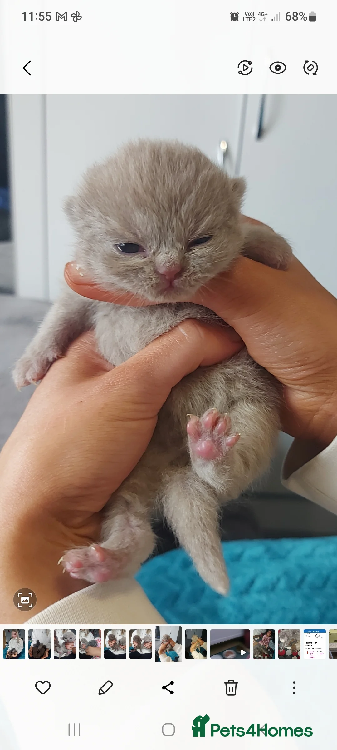 British Shorthair cats for sale: Kittens  - Advert 8