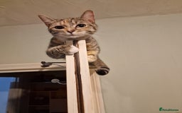 Bengal cats for sale: Lunna - Advert 4