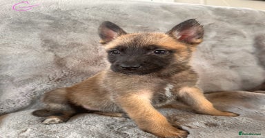 Belgian Shepherd Dog dogs - Advert 8