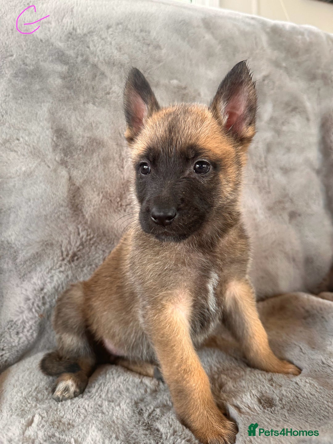 Belgian Shepherd Dog dogs for sale: Dutch Herder Puppies  - Image 3