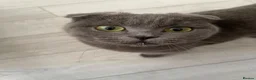 Scottish Fold cats for sale: Beautiful Scottish Fold Kittens - Advert 16