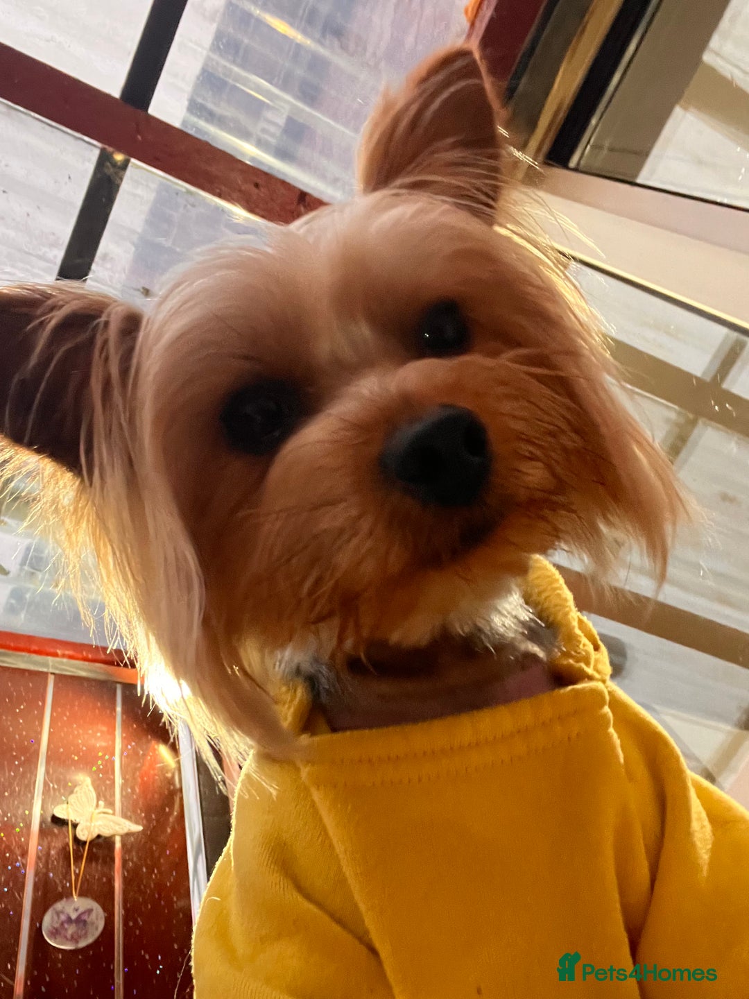 Yorkshire Terrier dogs for stud: For Stud  - Advert 5