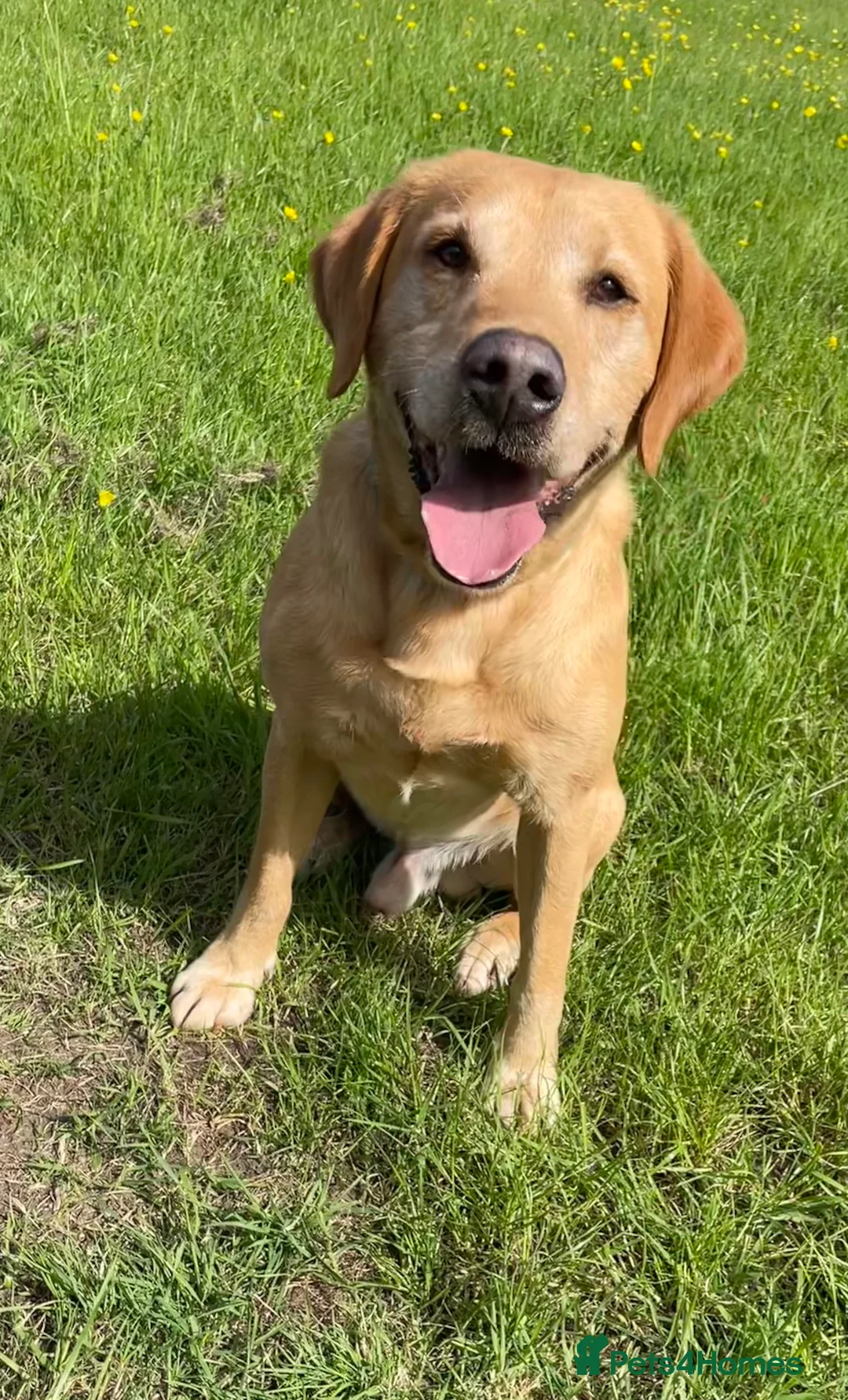 Labrador Retriever dogs for stud: Fully health Tested Labrador, Carrying Fox Red in Tewkesbury - Advert 19