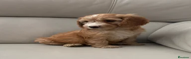 Cockapoo 3