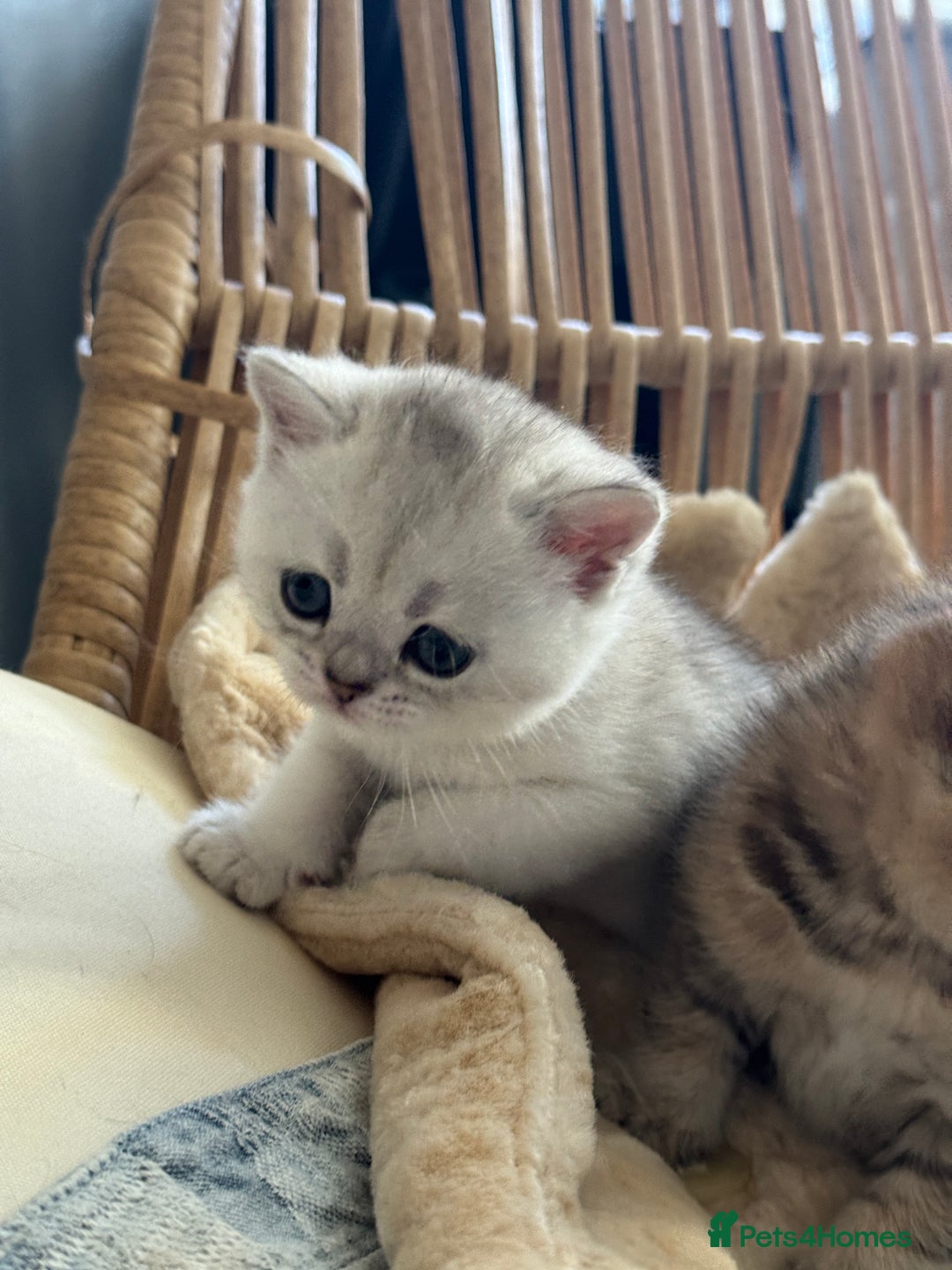 British Shorthair cats for sale: 2 Outstanding BSHLitter Chinchilla &Classic Lines) - Advert 34