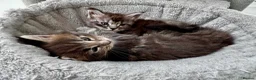 Maine Coon cats for sale: GCCF/TICA Blue/Black Maine Coon Kittens - Advert 7