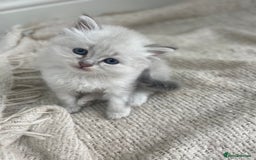 Siberian cats for sale: Siberian Neva masquerade kittens  - Image 18