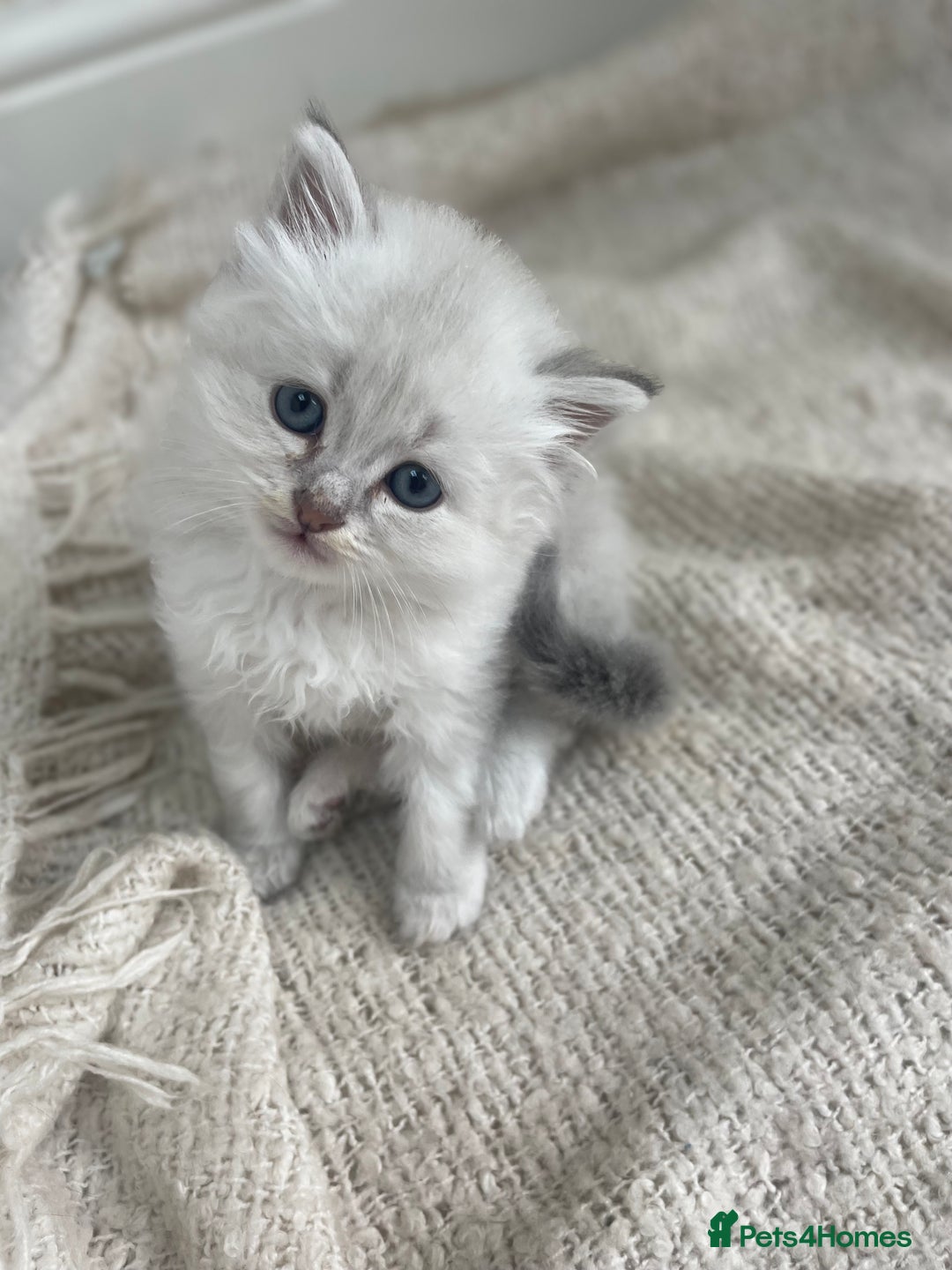Siberian cats for sale: Siberian Neva masquerade kittens  - Image 18