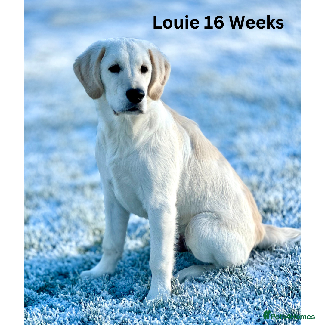 Golden Retriever dogs for stud: Louie Luna Available For Stud K.C. Registered in Bradford - Image 3