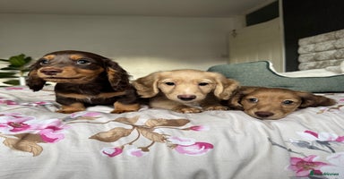 Dachshund dogs - Advert 13