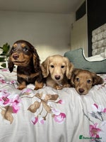 Dachshund dogs - Advert 13