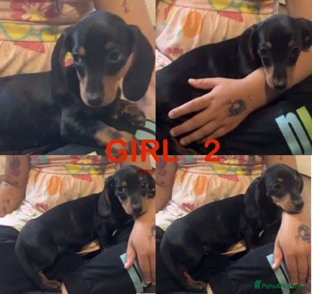 Dachshund dogs for sale: Dachshund puppies AVAILABLE NOW  - Image 3
