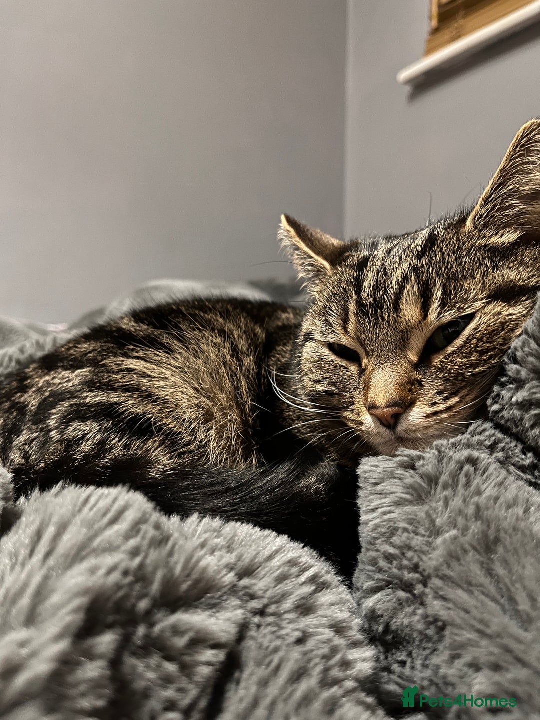 Mixed Breed cats for sale: Female indoor cat needing loving home - Image 3