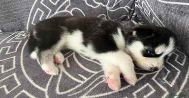 Siberian Husky dogs - Advert 7