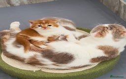 British Shorthair cats for sale: Exceptional British Shorthair Kittens, GCCF& TICA  - Image 8