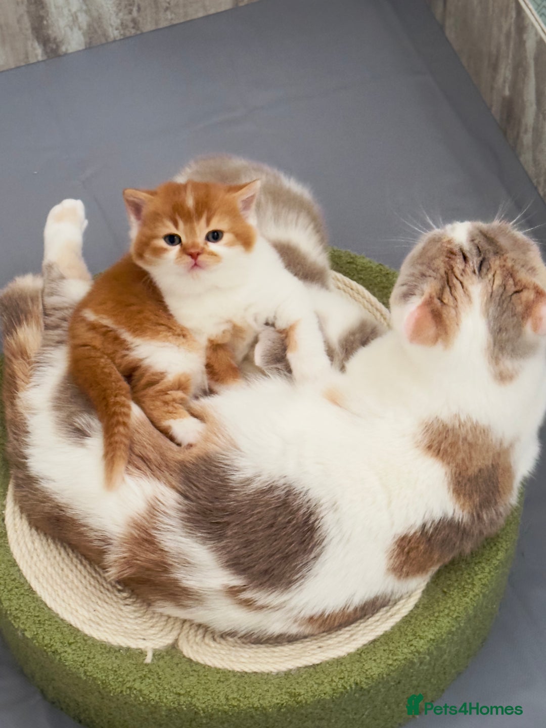 British Shorthair cats for sale: Exceptional British Shorthair Kittens, GCCF& TICA  - Image 8