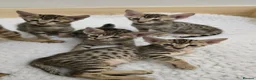 Savannah cats for sale: F8 savannah kittens- TICA registered  - Advert 12