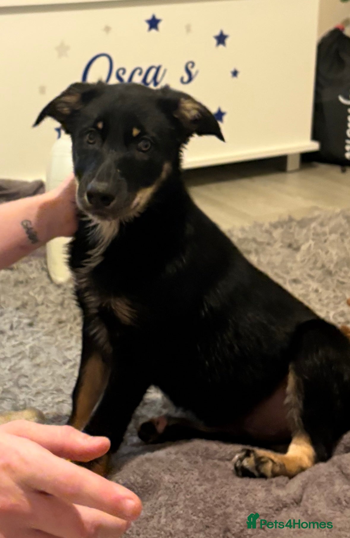 Mixed Breed dogs for sale: Bruno  in Abertillery - Advert 1