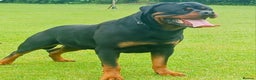 Rottweiler dogs for sale: MASSIVE ROTTWEILER PUPPIES  - Advert 24