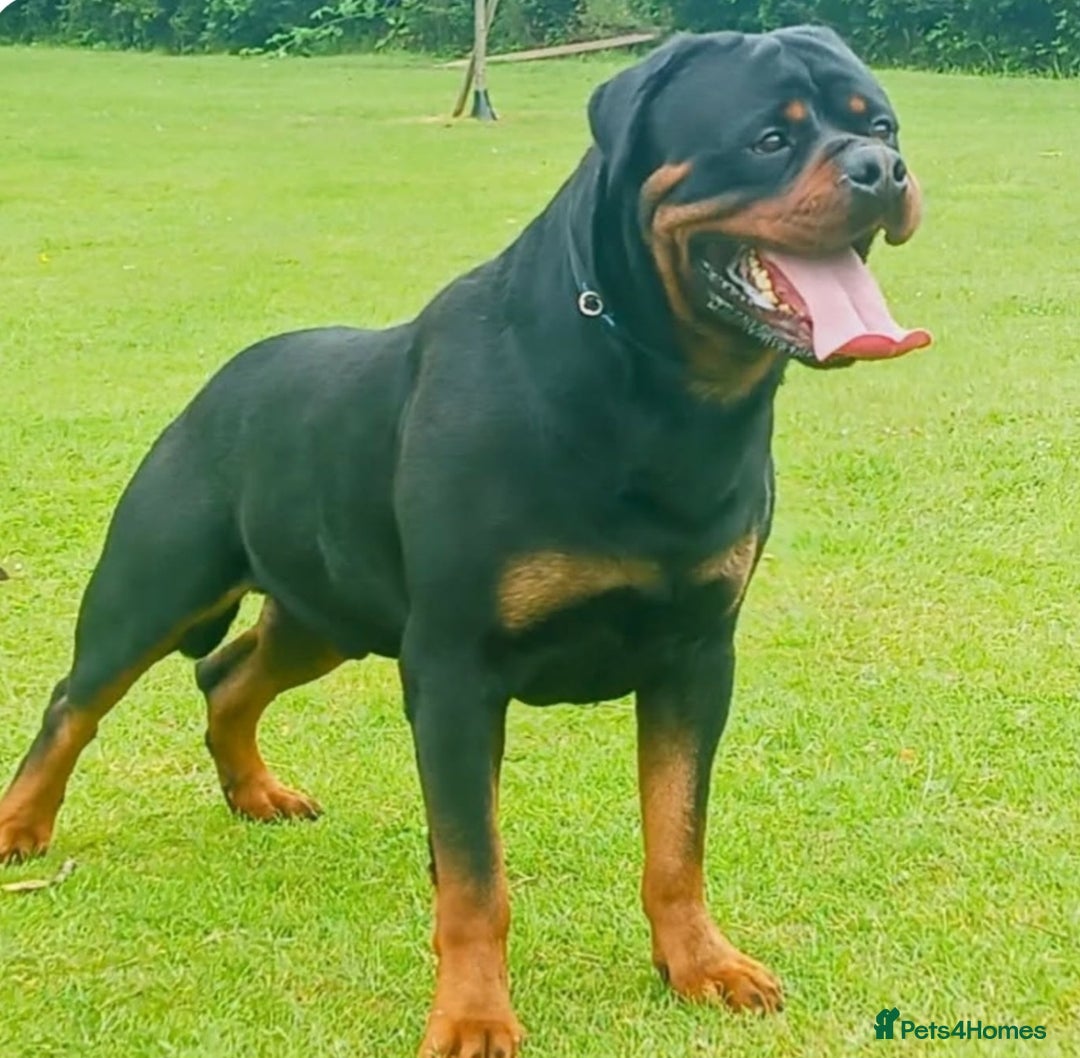 Rottweiler dogs for sale: MASSIVE ROTTWEILER PUPPIES  - Advert 24