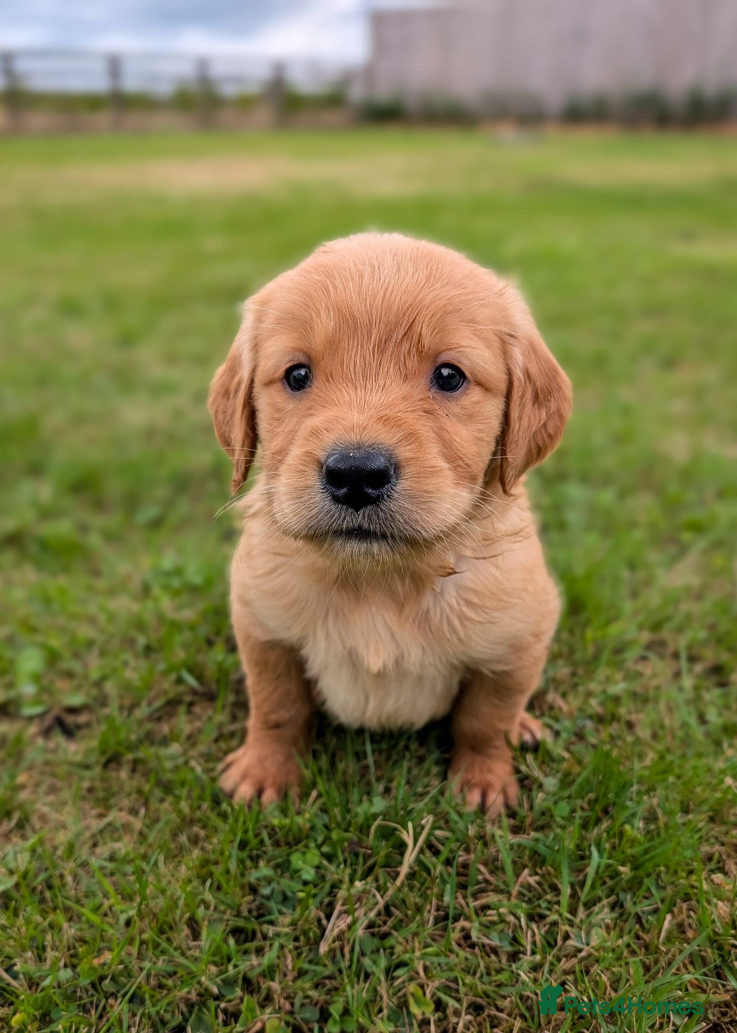 Golden Retriever dogs KC Working Golden Retriever Dog Puppy - Advert 3